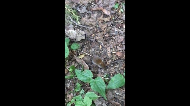 Парк «Царицыно». Животные в парке смотреть онлайн