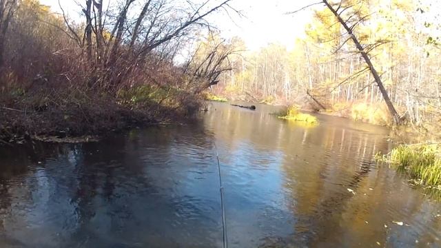Рыбалка в таёжной реке. Хариус ленок гнут удочку в дугу. Осенний жор рыбы. смотреть онлайн