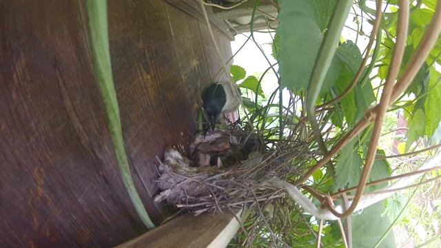 Птенцы голубой сороки. смотреть онлайн