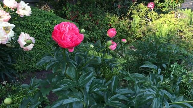 Гигантский пион. Цветоводы, что за сорт? Цветы и жизнь Канада смотреть онлайн