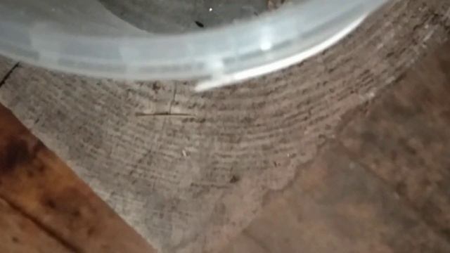 Мышь враг пчел. смотреть онлайн