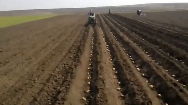 Мотоблок-посадка картоплі смотреть онлайн