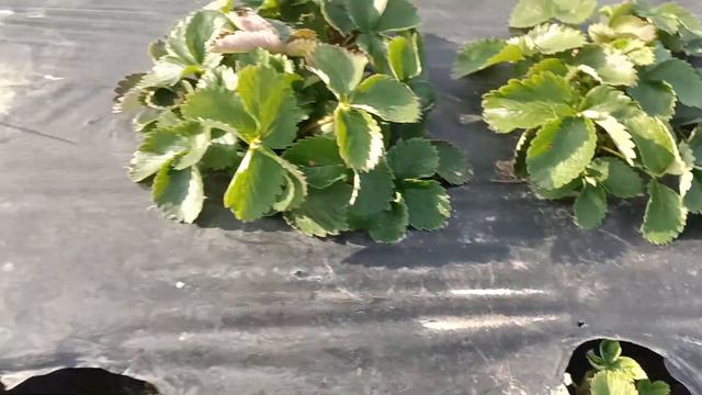 😱🚀👌Что будет если посадить клубнику осенью смотреть онлайн