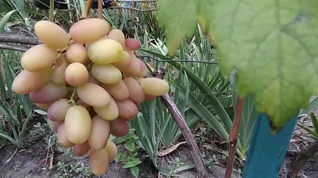 Виноград Сенсація, маса ягоди смотреть онлайн