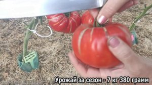 Помидор Вечерний Алматы. Отличный сорт томата ! #помидоры #томаты #сорт #вечерний алматы