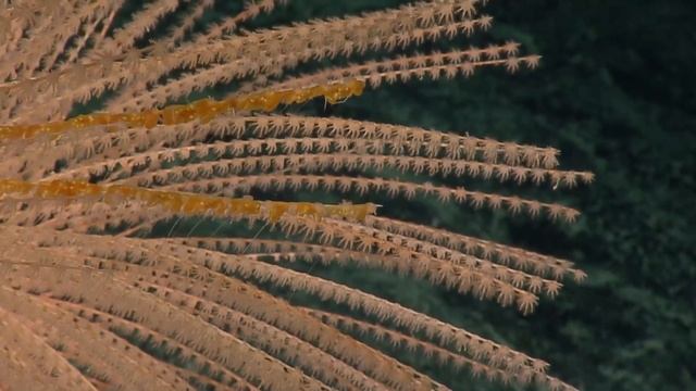 Two Weeks of Diversity in the Central Pacific | Nautilus Live смотреть онлайн