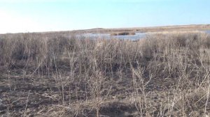 Обучение дратхаара. Устранение гоньбы и автоподачи.