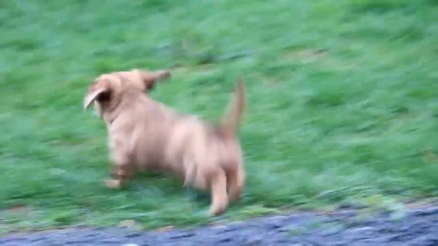 Dachshund Puppies For Sale смотреть онлайн
