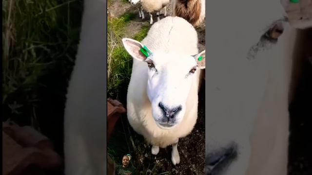 White goat 🐐 #goat #sheep #funny #cute #animals #animal #minitract смотреть онлайн