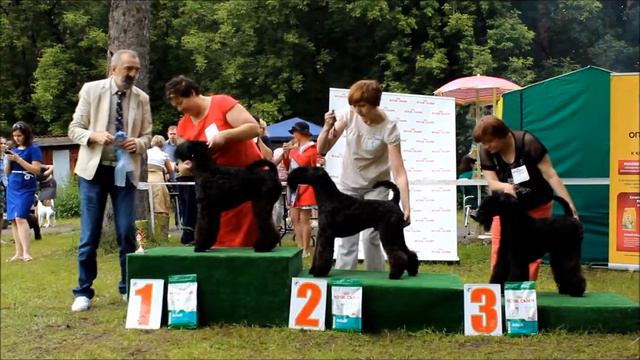 Kerry Blue Terrier Show, 16-07-2017 Perm, part 1 JUNIORS смотреть онлайн