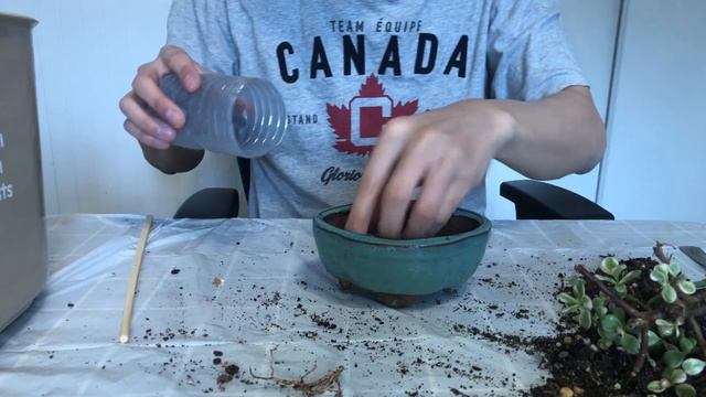 Episode 24, Dwarf Jade( portulacaria afra ) Repot смотреть онлайн