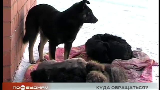 КТО СЕЙЧАС ЗАНИМАЕТСЯ ПОИМКОЙ БРОДЯЧИХ ПСОВ В ИРКУТСКЕ? смотреть онлайн