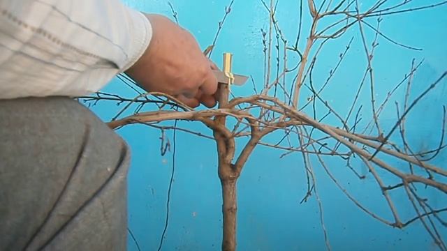 Прививаем гранат,растущий в ведре смотреть онлайн