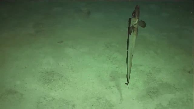 Уникальная рыба сабля смотреть онлайн