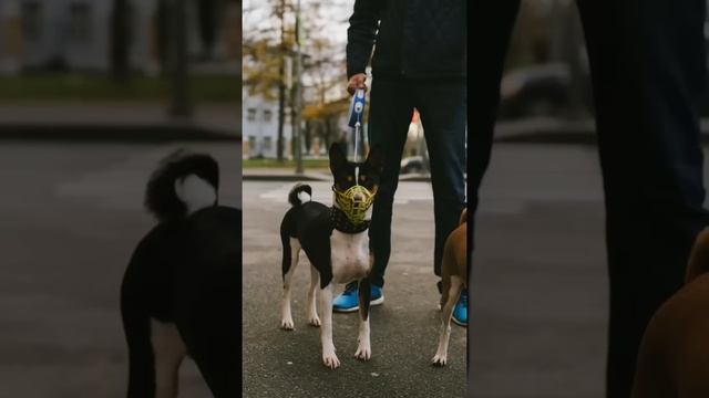 Одна из первых собак на нашей планете. Фотосессия для двух Басенджи смотреть онлайн