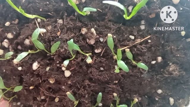 Дихондра из семян, всходы и сново приятный бонус? смотреть онлайн