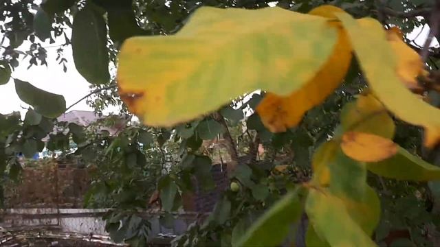 Как растет грецкий орех смотреть онлайн