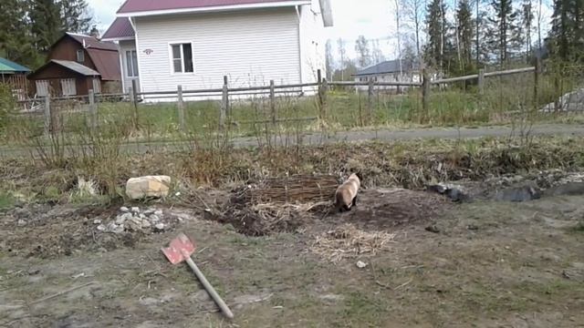 Как посадить саженцы в глину. Начало сада. смотреть онлайн