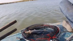 Рыбалка на Маныче 20 кг Рыбы