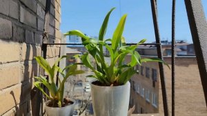 ОРХИДЕЯ БРАССИЯ/ОРХИДЕЯ-ПАУК/КАМБРИЯ! ПЫШНОЕ ЦВЕТЕНИЕ НА ТРИ ЦВЕТОНОСА! УСЛОВИЯ И УХОД ЗА КАМБРИЕЙ!