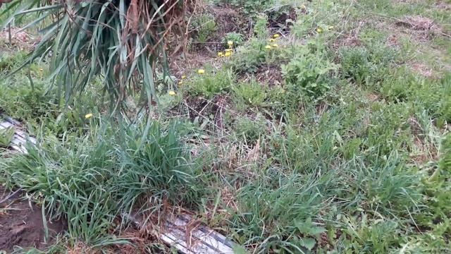 Как ЛЕГКО УДАЛИТЬ СОРНЯКИ за 1 МИНУТУ? ТопСад смотреть онлайн