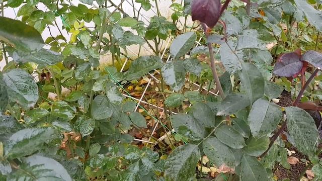 НИКОГДА НЕ ОБРЕЗАЙТЕ РОЗЫ ПЕРЕД УКРЫТИЕМ! ГРУБЕЙШИЕ ошибки при подготовке роз к укрытию. смотреть онлайн