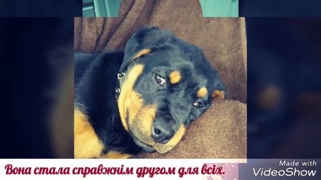 Ротвейлер сила и мощь. смотреть онлайн