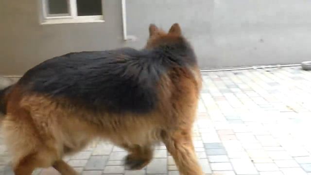 Смелая девочка и немецкая овчарка Дольф. Brave girl and the big dog. смотреть онлайн