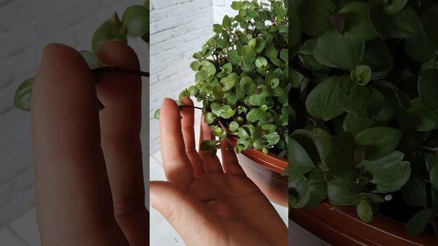 Каллизия смотреть онлайн