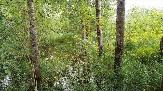 Лесное болото. ч.1. Июль 2023 смотреть онлайн