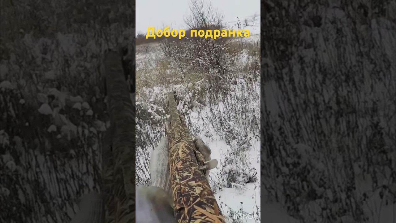 Охота на зайцев #shortvideo #охота #охотаназайца #шортс #shorts #охотавидео #maxhunter смотреть онлайн