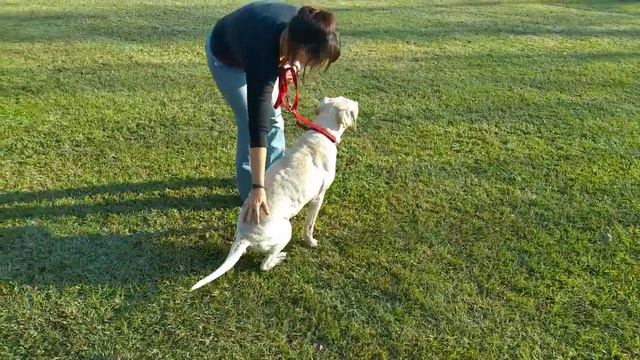 Isa - A 8 Year Old Sharpei Mix смотреть онлайн