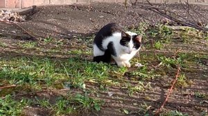коты2