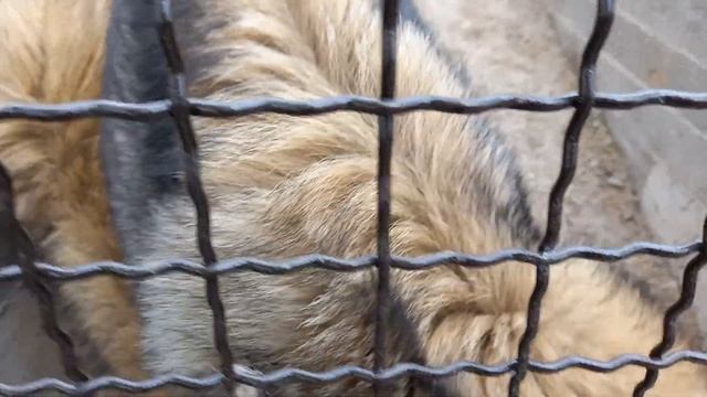 Ура! У серых волков появился новый, большой вольер! Hurray! The gray wolves have a new, large aviar смотреть онлайн