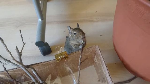 Ржу с него умничка дегу грызет что положено смотреть онлайн