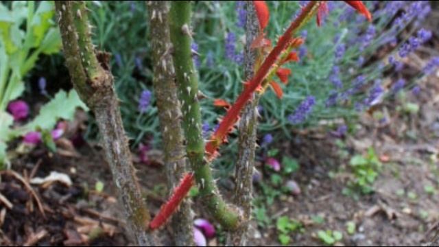 Как правильно обрезать розы после цветения смотреть онлайн