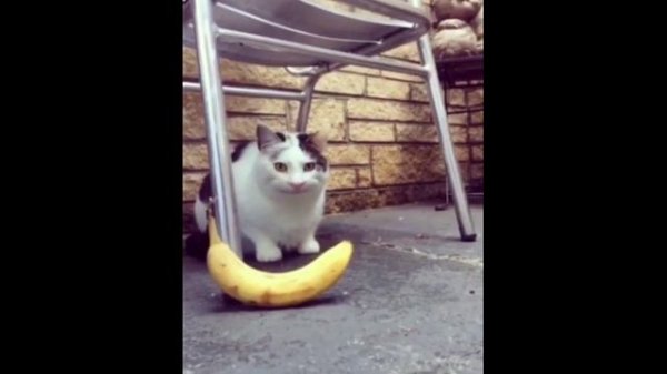 beluga cat face reveal