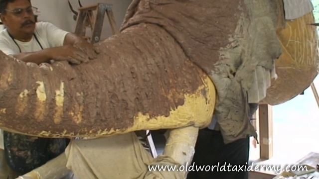 Elephant, Old World Taxidermy Studio. Slon, wypychanie slonia смотреть онлайн