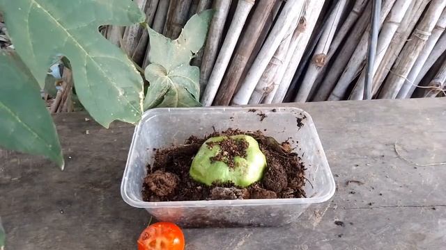 How To Grow Guava From Guava And Tomato|| Grow Faster 100% смотреть онлайн