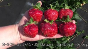 АМБРОЗИЯ ранне среднего срока созревания КСД клубника