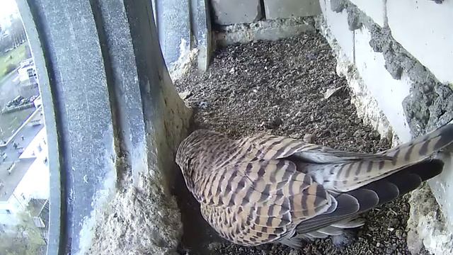 Самка наводит порядок в гнезде - 4 апреля 2020 смотреть онлайн