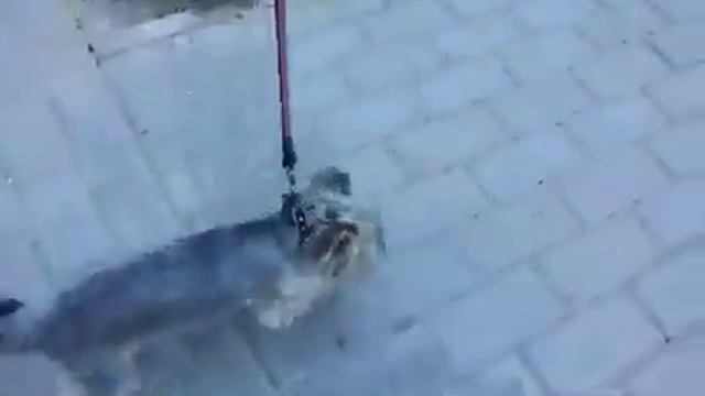 Продается подрощенный мальчик йоркширского терьера, 6мес , вес на данный момент 2100, недорого, не смотреть онлайн