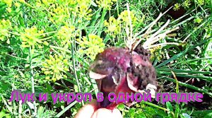 "Лук и укроп на одной грядке"#сад#огород#дача