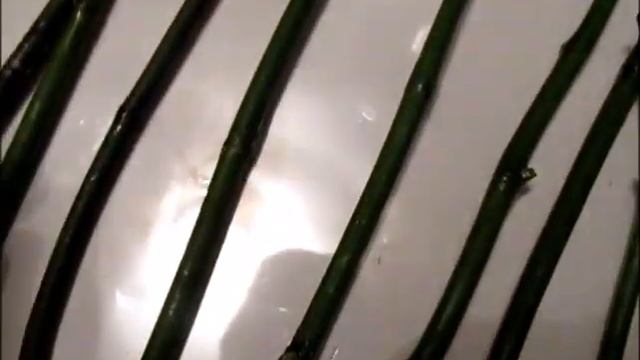 Первый обзор черенков орхидей после обработки их пастой цитокениновой смотреть онлайн