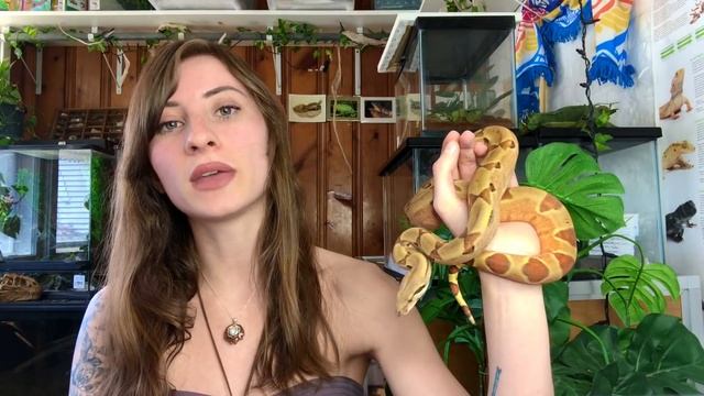 Boas Vs. Pythons (Similarities & Differences) смотреть онлайн