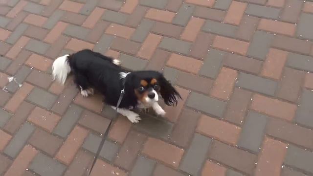 Супер-старательный спаниель! - в реальных условиях- команда "Лежать" смотреть онлайн