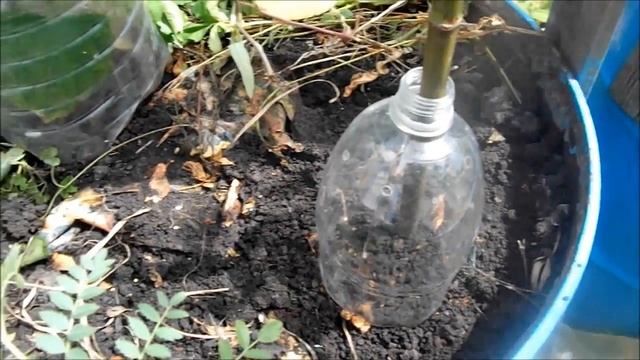 Посев семян под двойное укрытие из ПЭТ бутылок смотреть онлайн