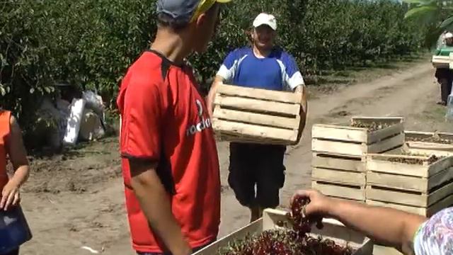 Виробництво продукції кісточкових культур. Технології вирощування в ТОВ «АгранаФрутЛука», Вінниччин смотреть онлайн