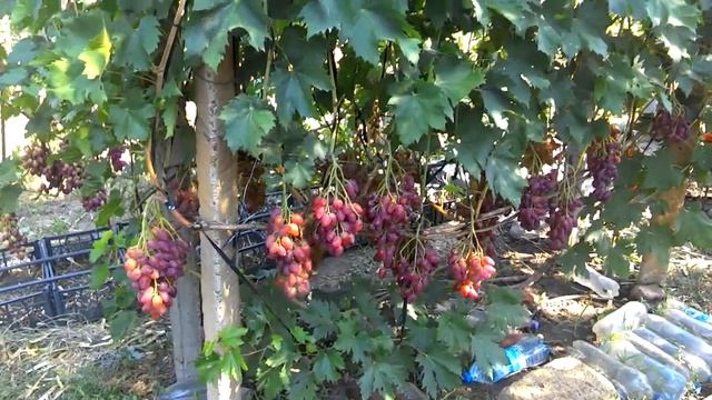 Виноград Дубовский розовый. Урожай 2020. Шикарная ягода, красивый цвет, я доволен! смотреть онлайн
