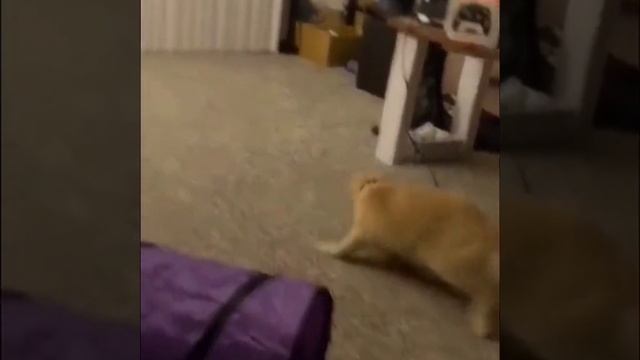 угарное видео ??